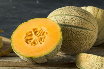Charentais melons grown for the first time in Belgium